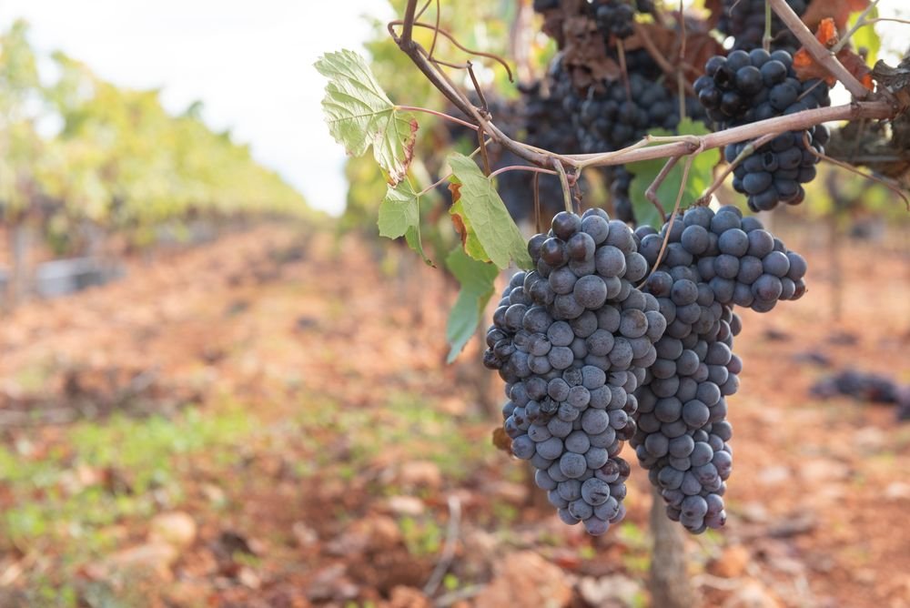 Copas de vino en viñedo